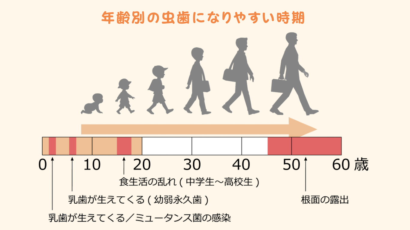 年齢別の虫歯になりやすい時期