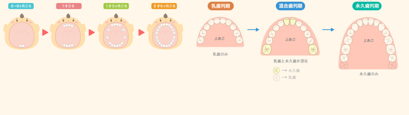 乳歯→混合歯列→永久歯列の成長イラスト