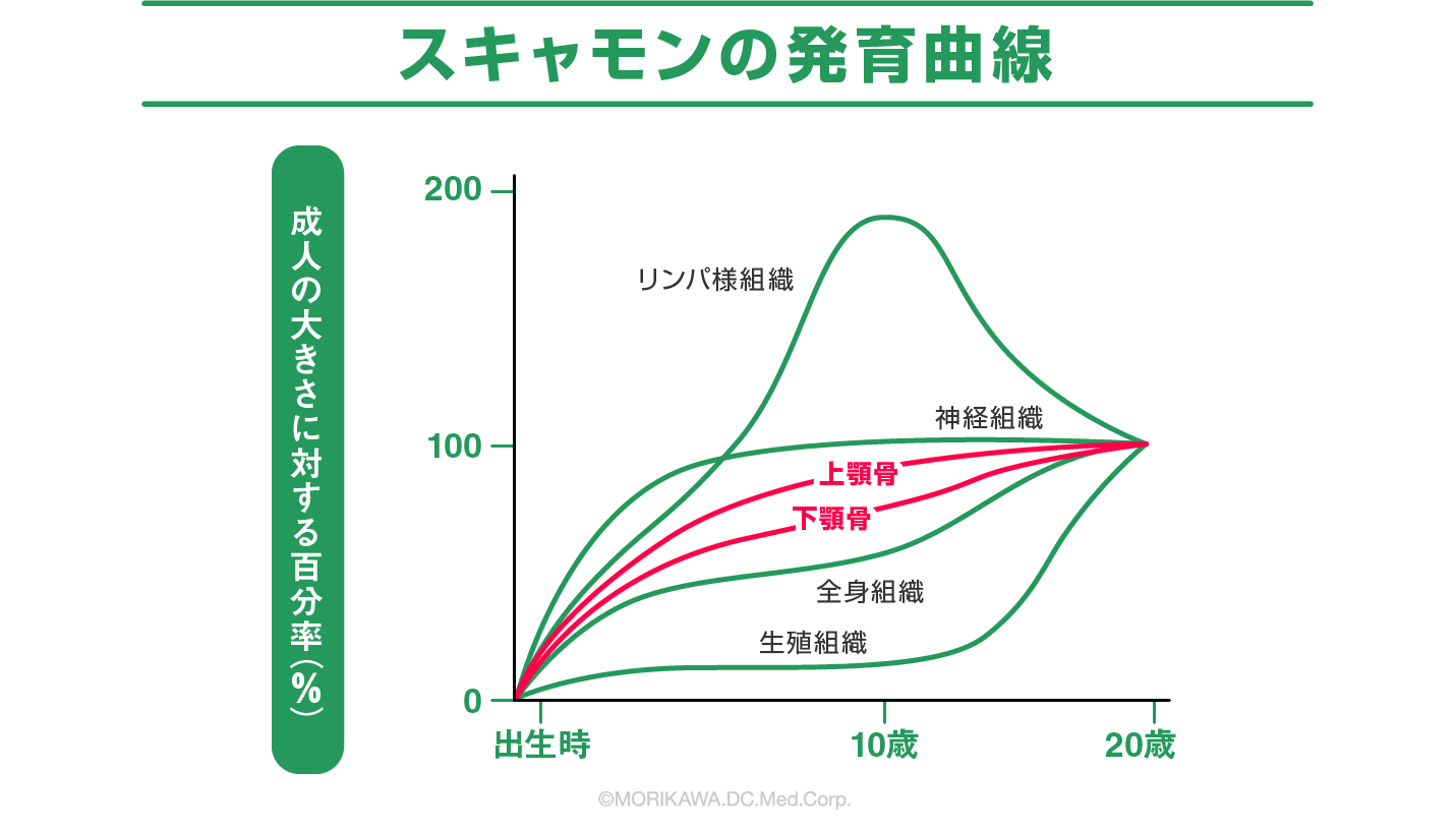 スキャモンの発育曲線（上顎骨・下顎骨の成長）